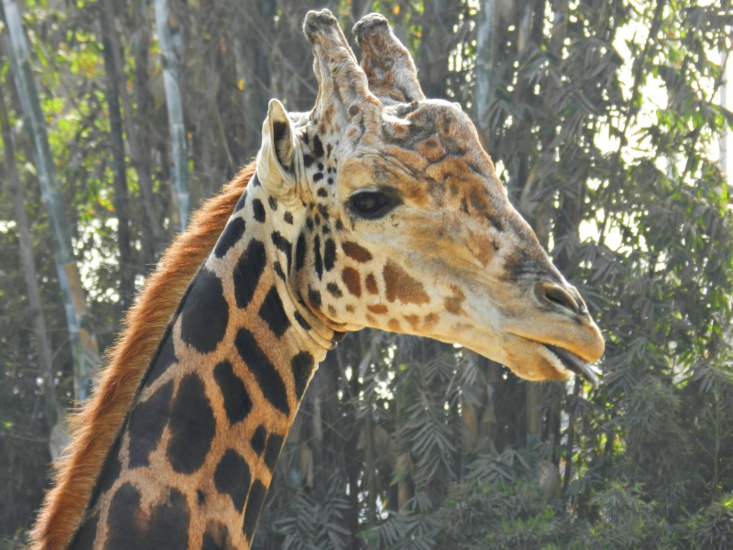 "Rubén", the giraffe - Parque Zoológico Huachipa