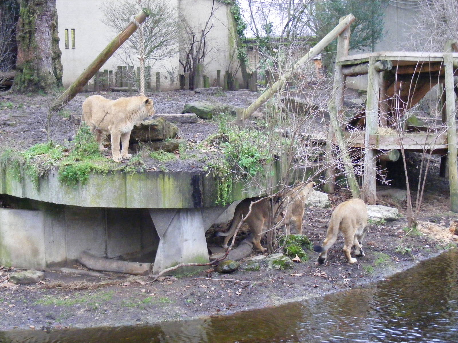 Rubi, Abi and Max the Asiatic lions at London Zoo, 15 January 2011