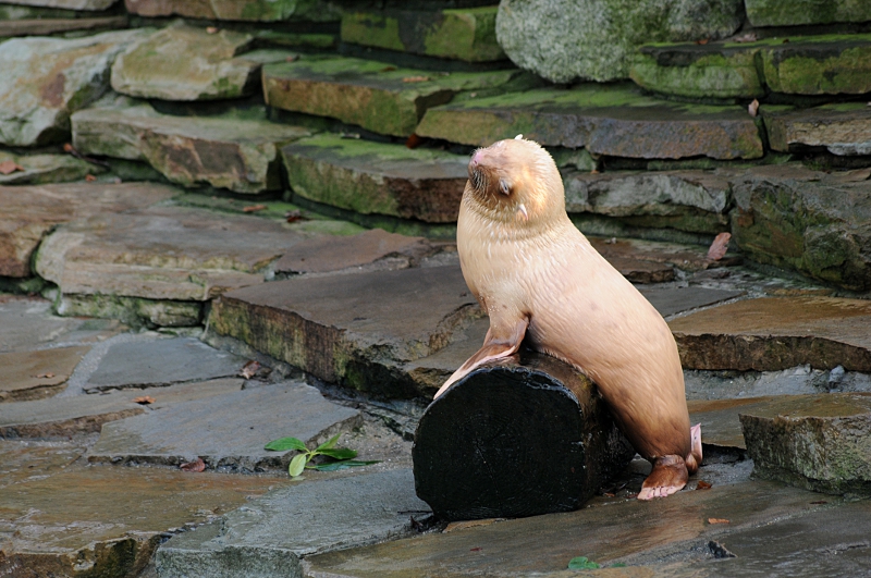 Rubio the albino fur seal