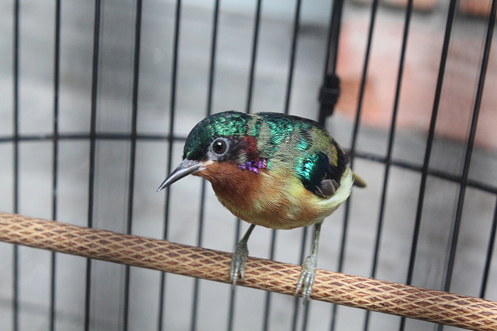 Ruby-cheeked sunbird (Chalcoparia singalensis phoenicotis)