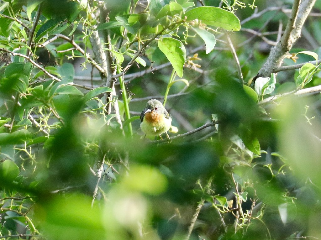 Ruby-cheeked Sunbird