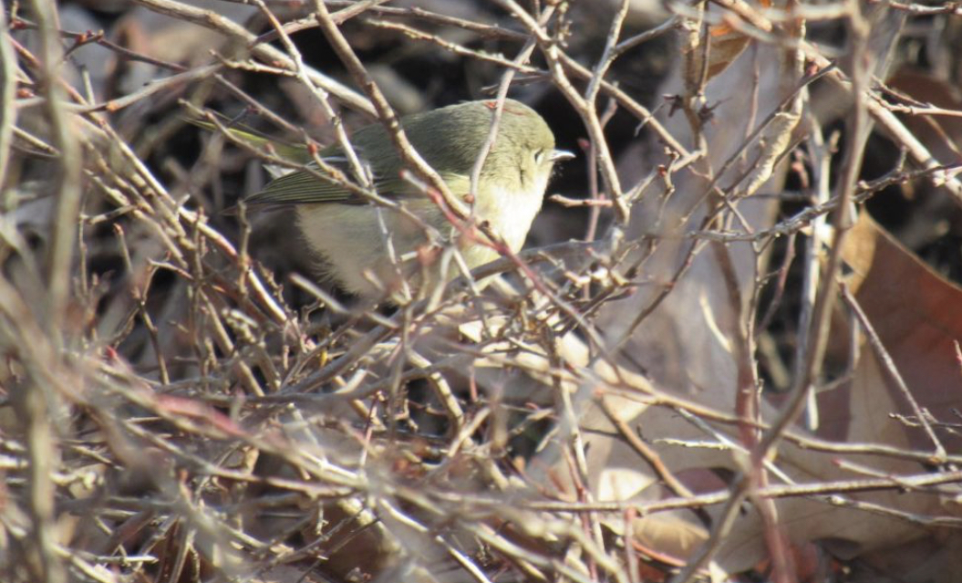 Ruby crowned kinglet