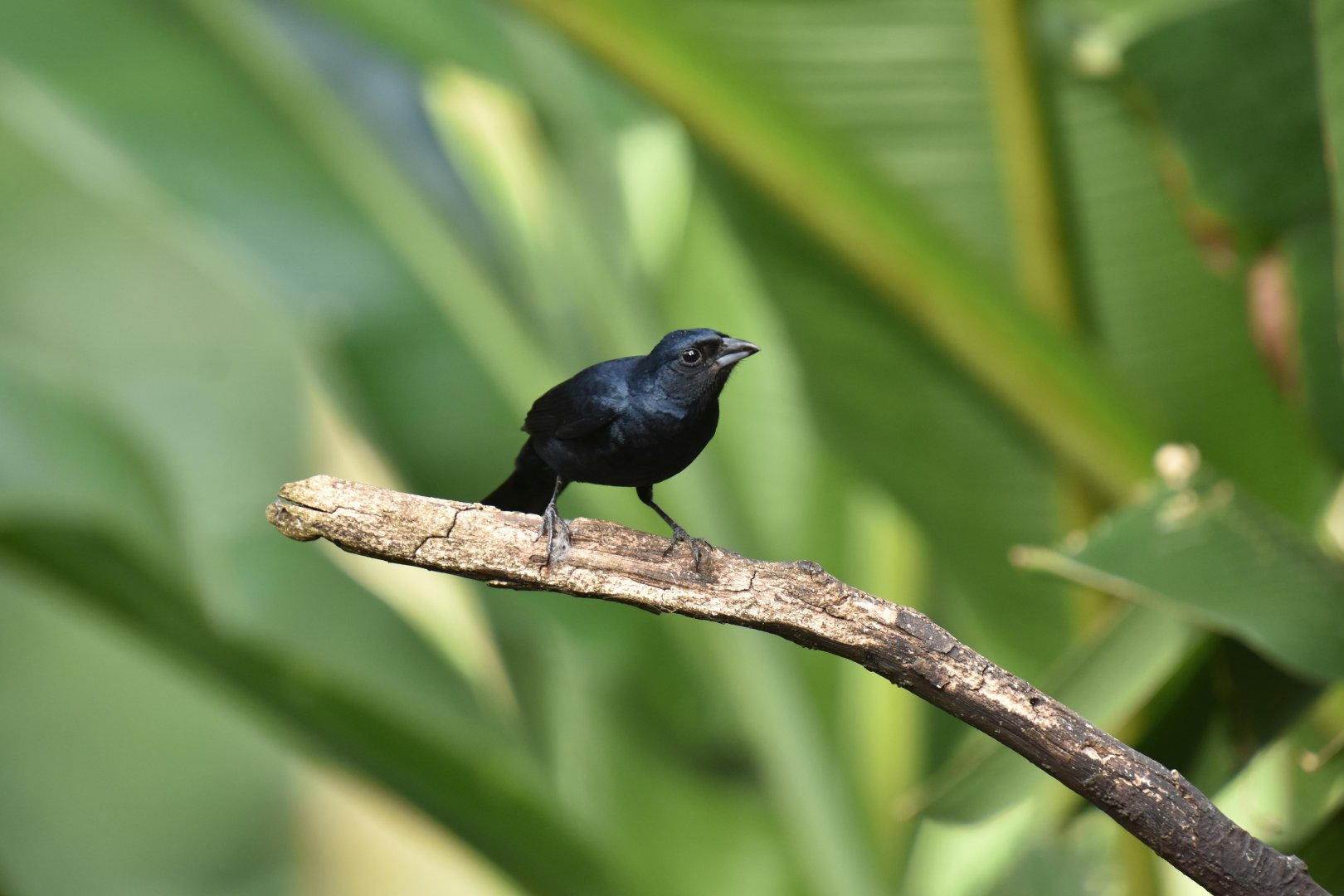 Ruby-crowned Tanager (Tachyphonus coronatus)