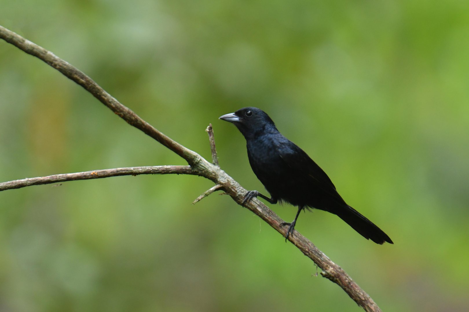 Ruby-crowned Tanager (Tachyphonus coronatus)