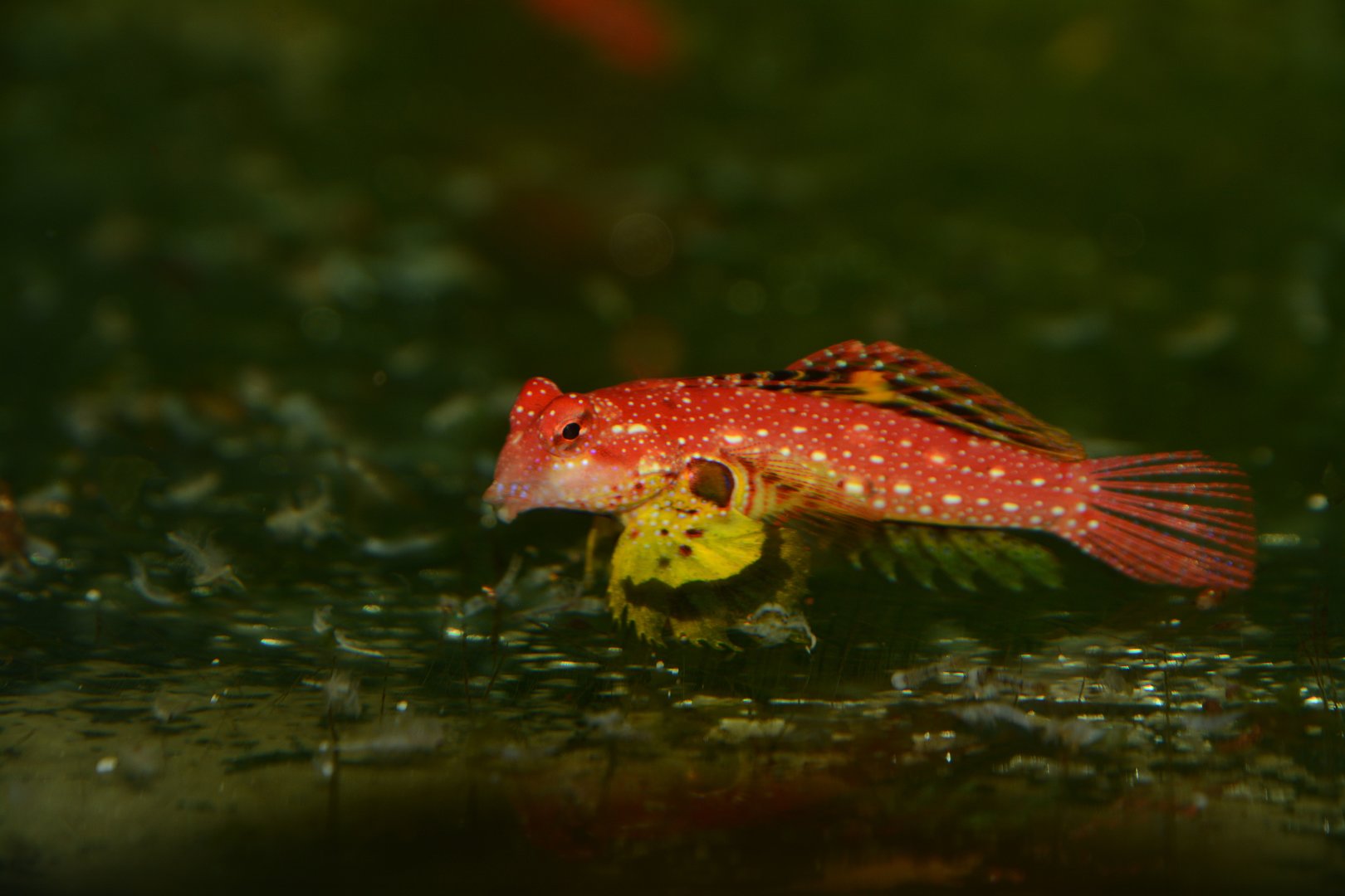 Ruby dragonet (Synchiropus sycorax)