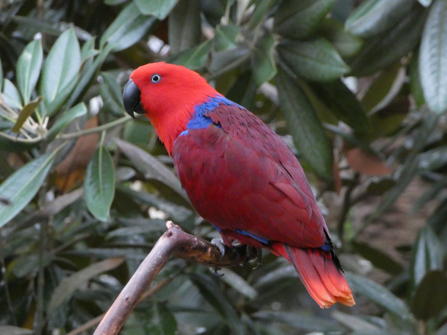 Ruby (Eclectus parrot)