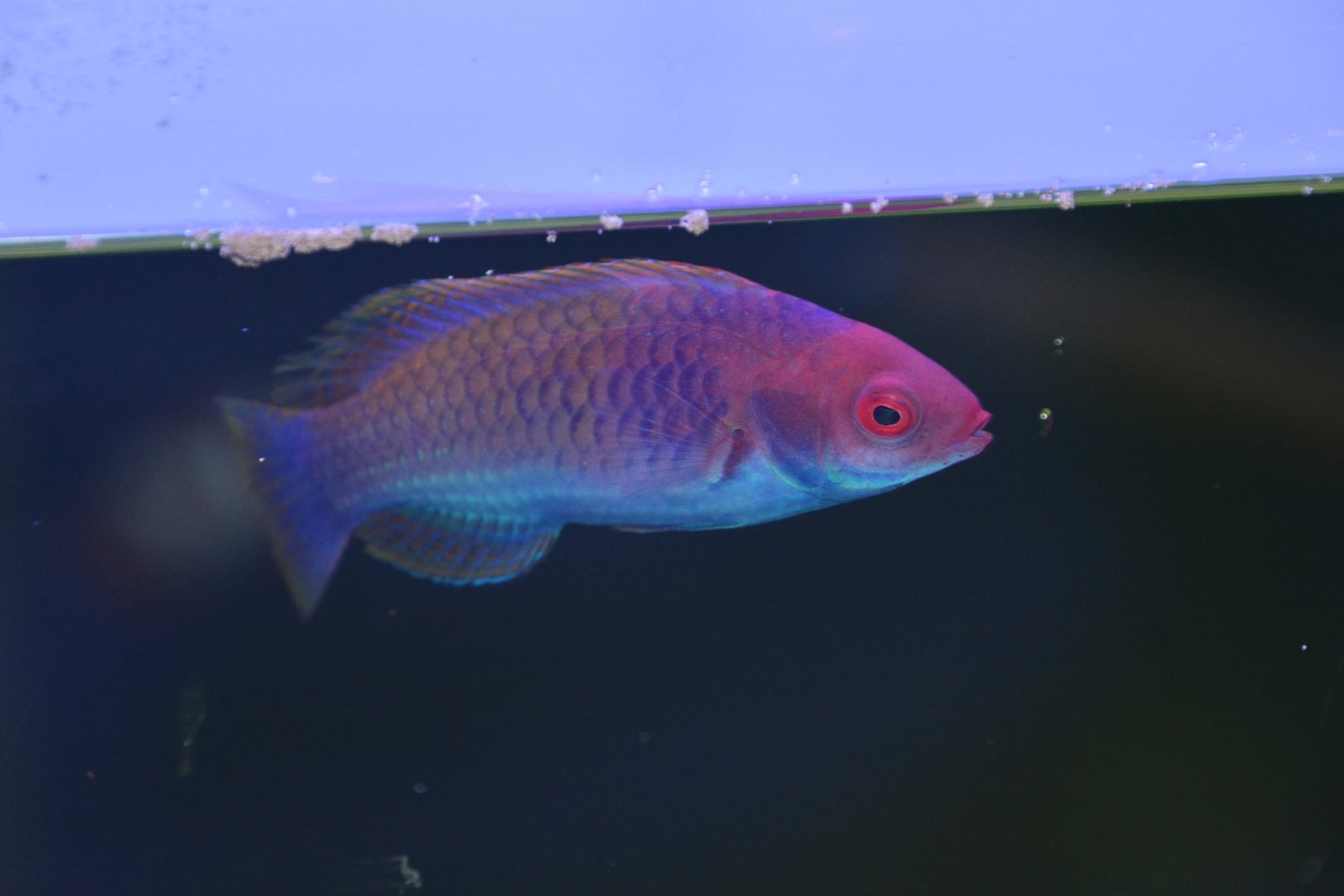 Ruby-headed fairy wrasse (Cirrhilabrus chaliasi)