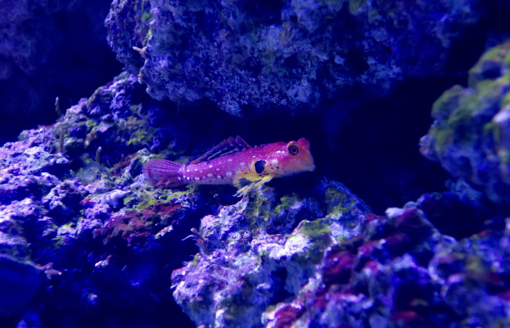 Ruby Red Dragonfish (Synchiropus sycorax)