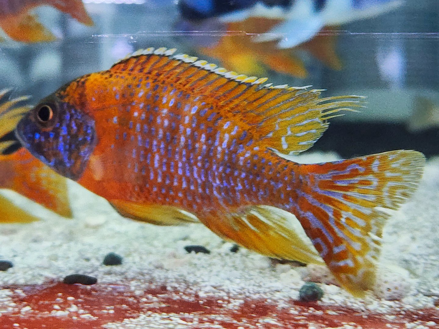 Ruby Red Peacock Cichlid (Aulonocara rubescens)