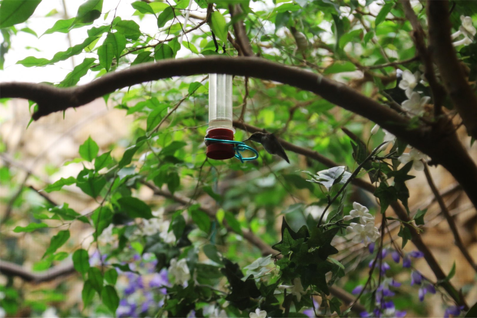 Ruby-throated Hummingbird (Archilochus colubris), December 2016