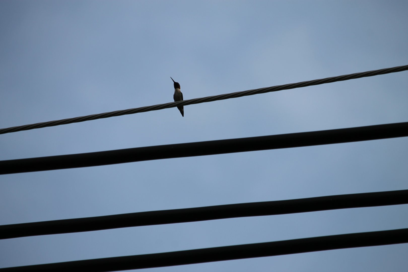 Ruby-Throated Hummingbird (Archilochus colubris)