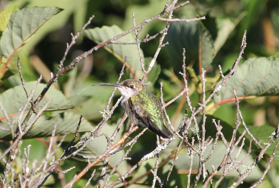 Ruby-throated Hummingbird tongue