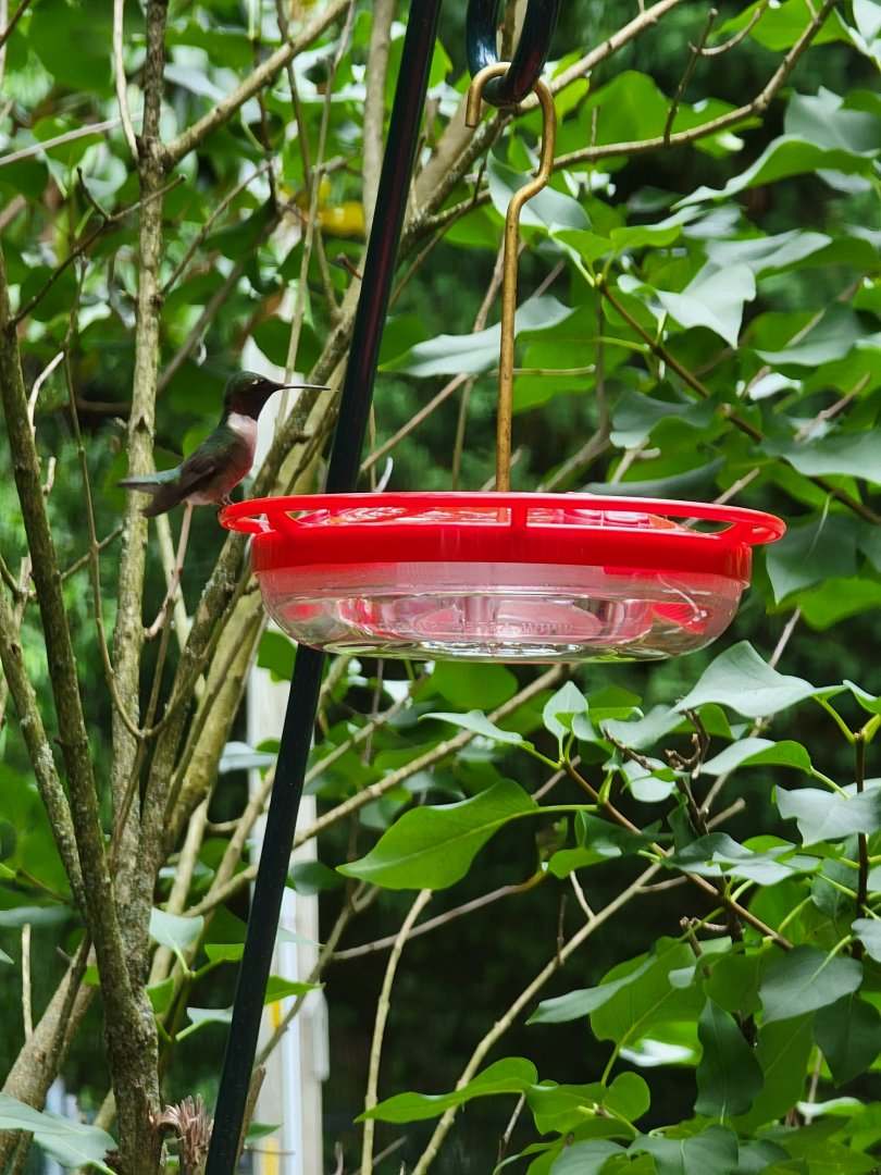 Ruby-throated Hummingbird, wild, central Delaware