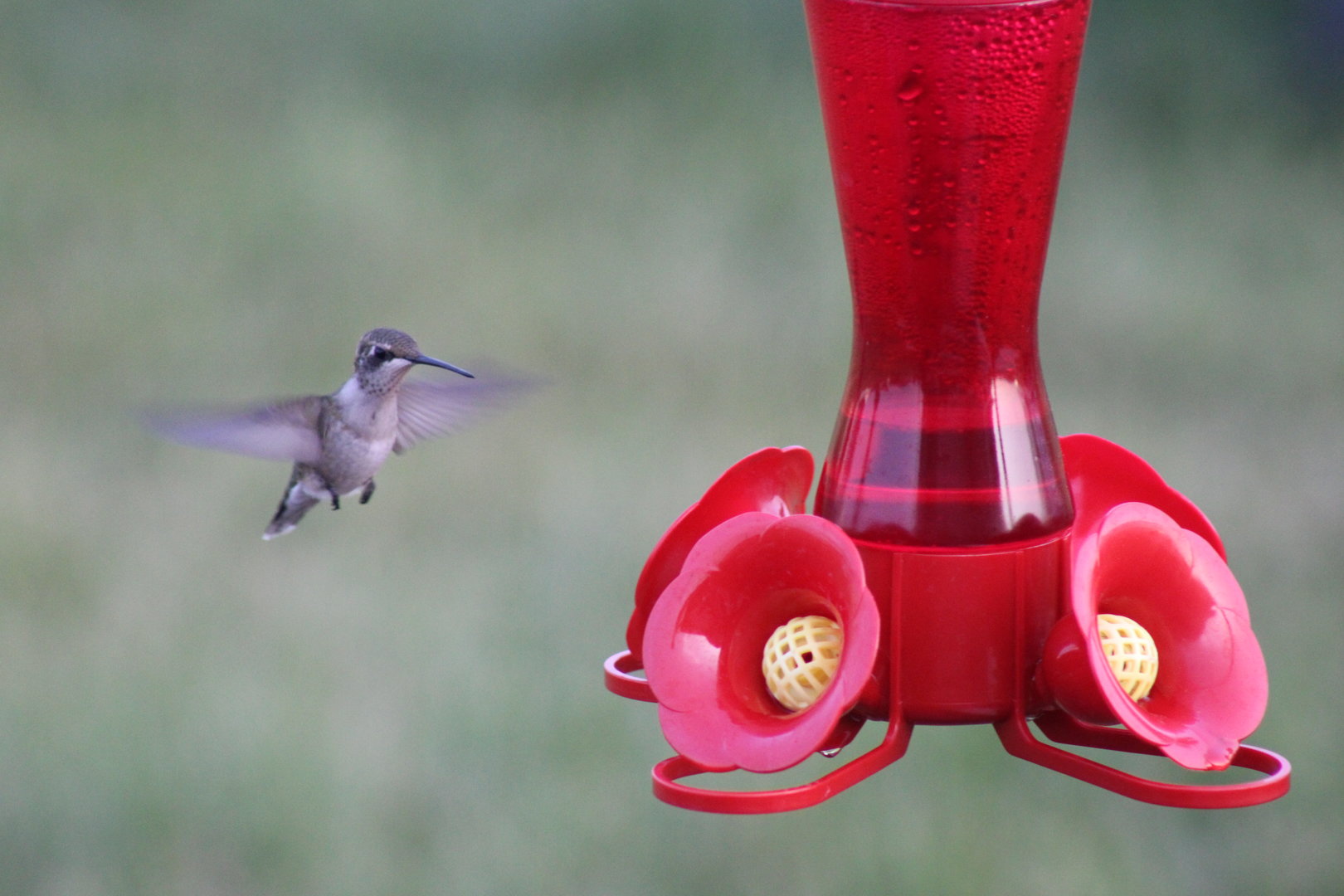 Ruby Throated Hummingbird