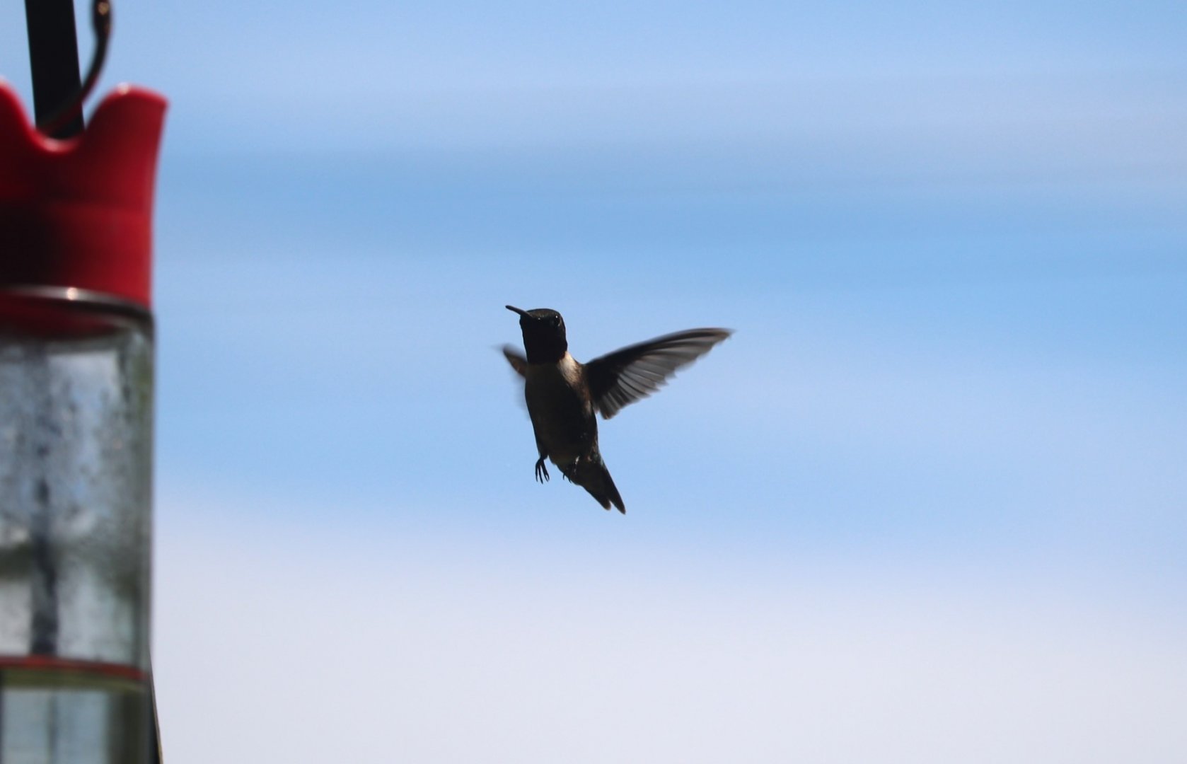 Ruby-Throated Hummingbird