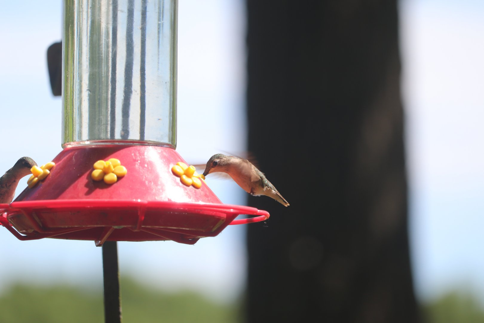 Ruby-Throated Hummingbird