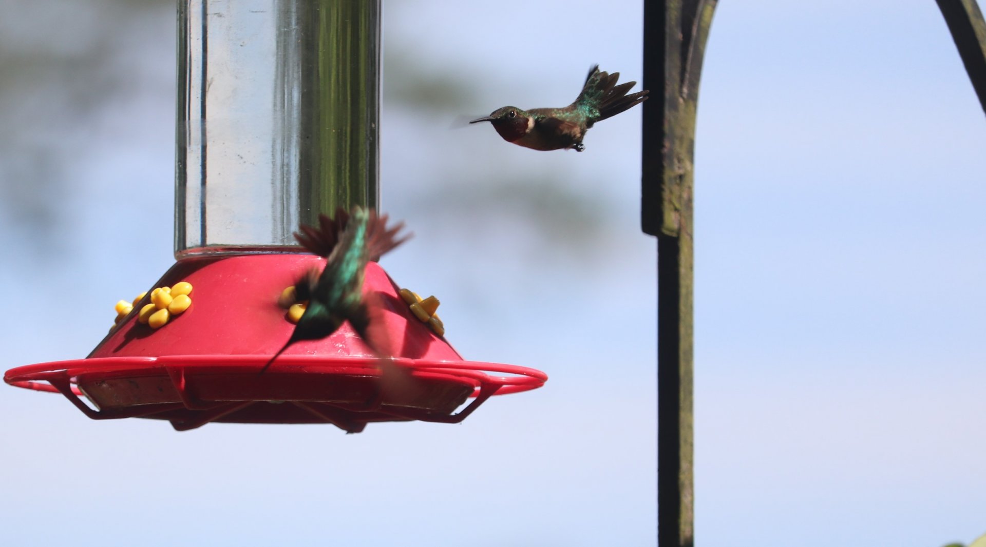 Ruby-Throated Hummingbirds
