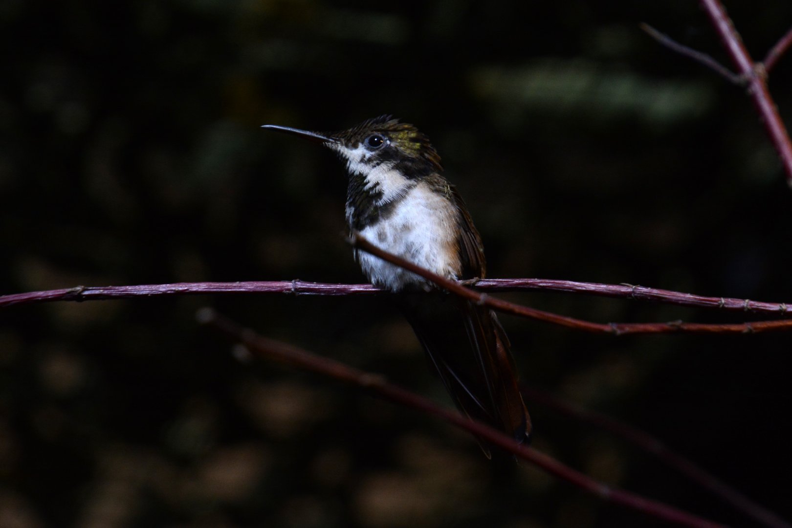 Ruby topaz (Chrysolampis mosquitus)