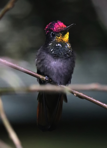 Ruby topaz (Chrysolampis mosquitus)