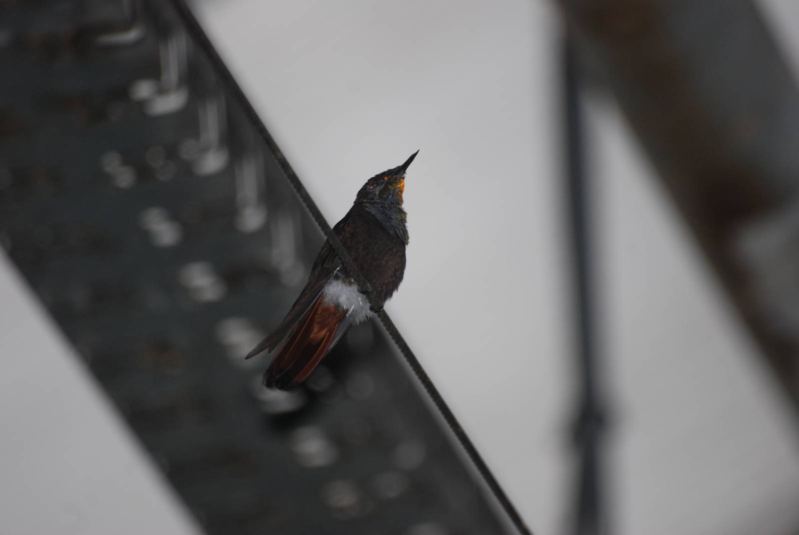 Ruby Topaz Hummingbird at Tierpark Berlin, 30/08/11