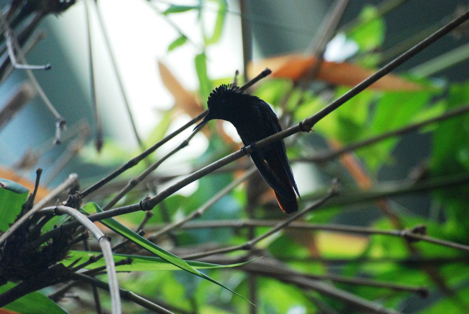 Ruby Topaz Hummingbird at Vienna, 14/06/13