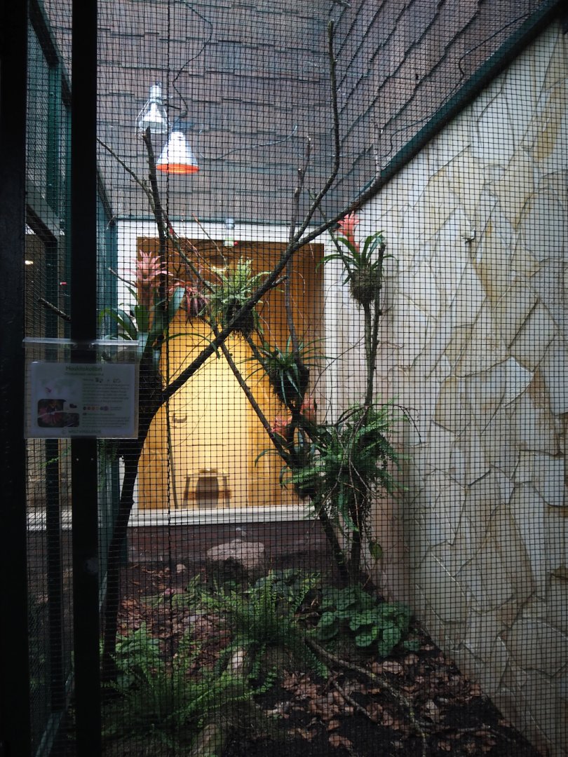 Ruby topaz hummingbird aviary, 2024-05-22