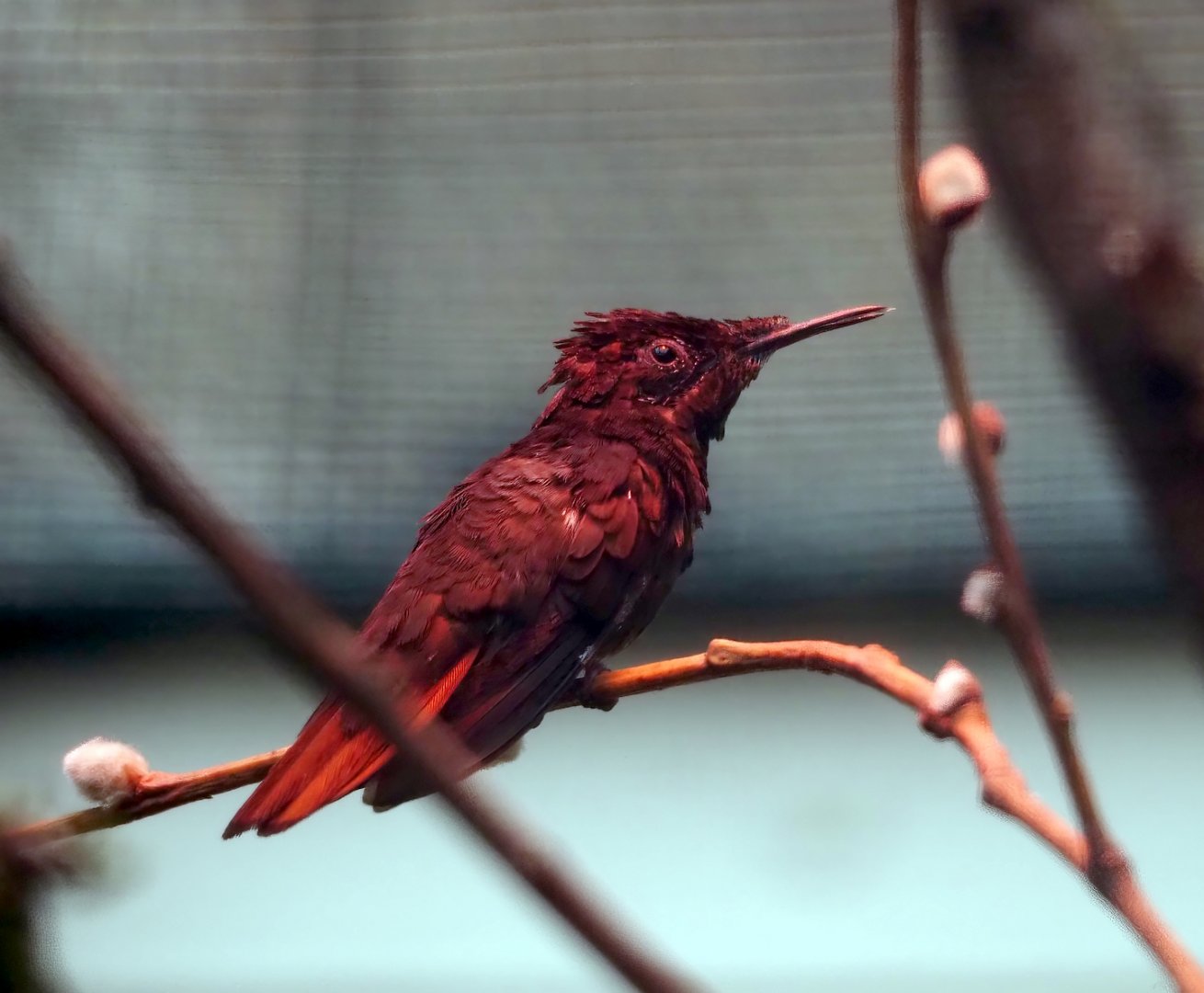 Ruby topaz hummingbird (Chrysolampis mosquitus), 2024-05-22