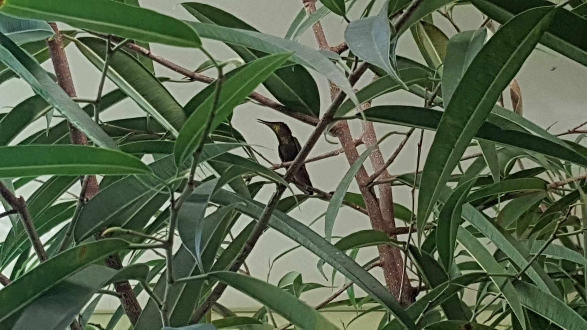 Ruby-topaz hummingbird (Chrysolampis mosquitus)