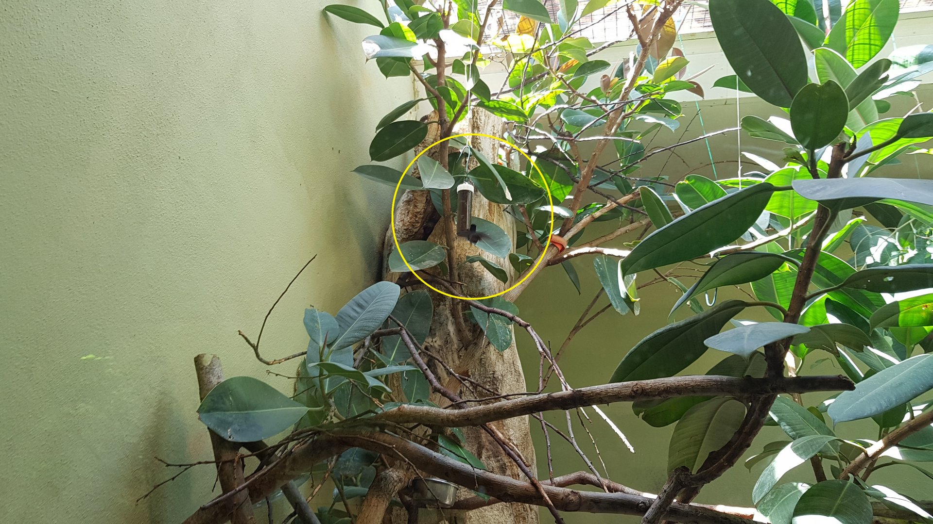 Ruby-topaz hummingbird (Chrysolampis mosquitus)