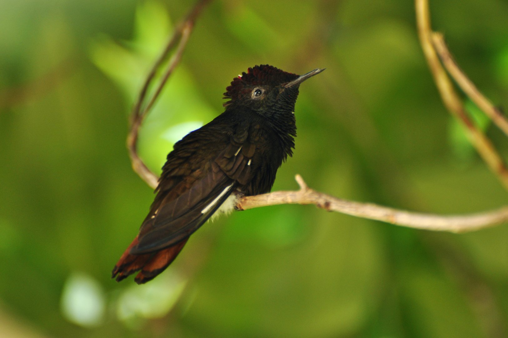 Ruby-topaz hummingbird (Chrysolampis mosquitus)