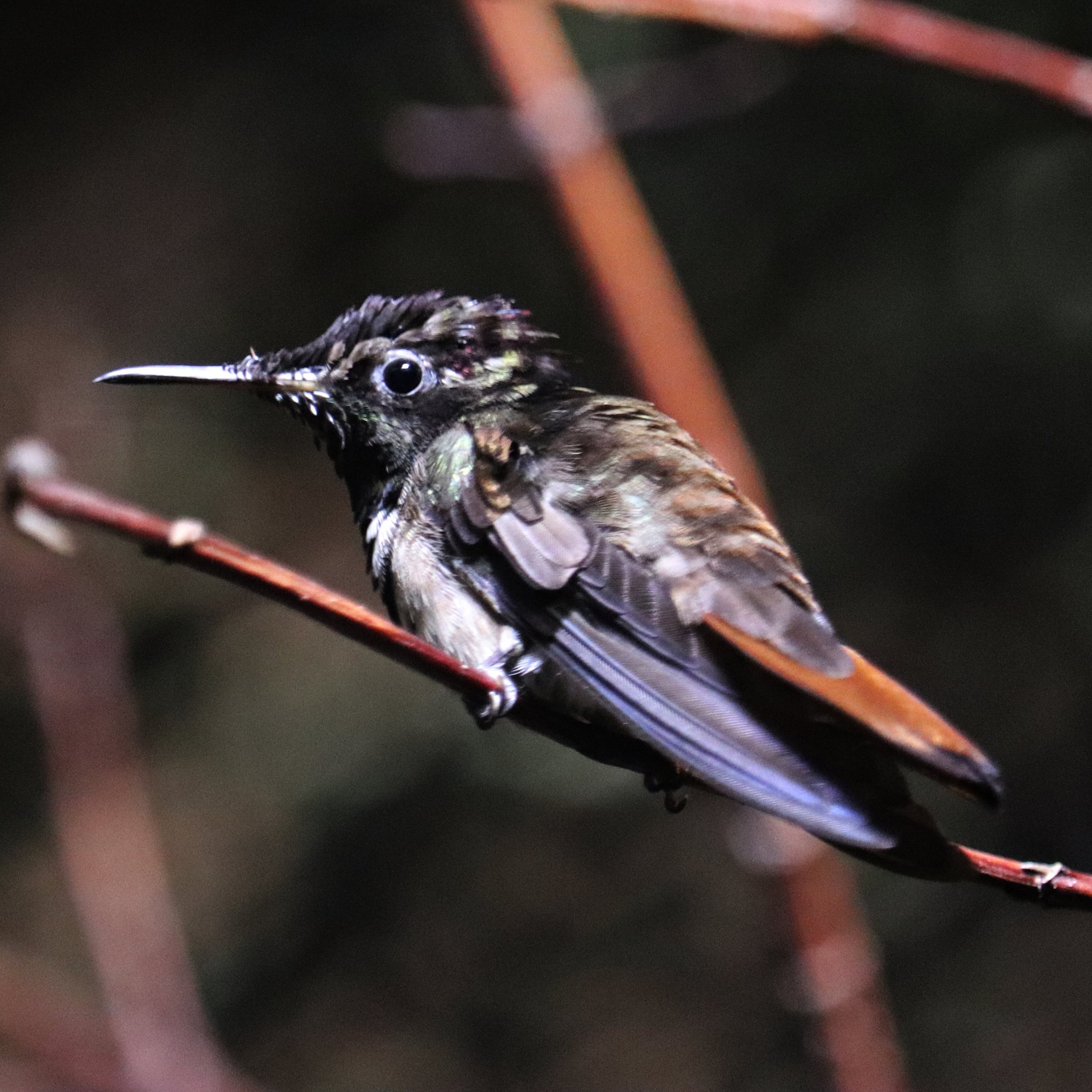 Ruby-topaz hummingbird (Chrysolampis mosquitus)