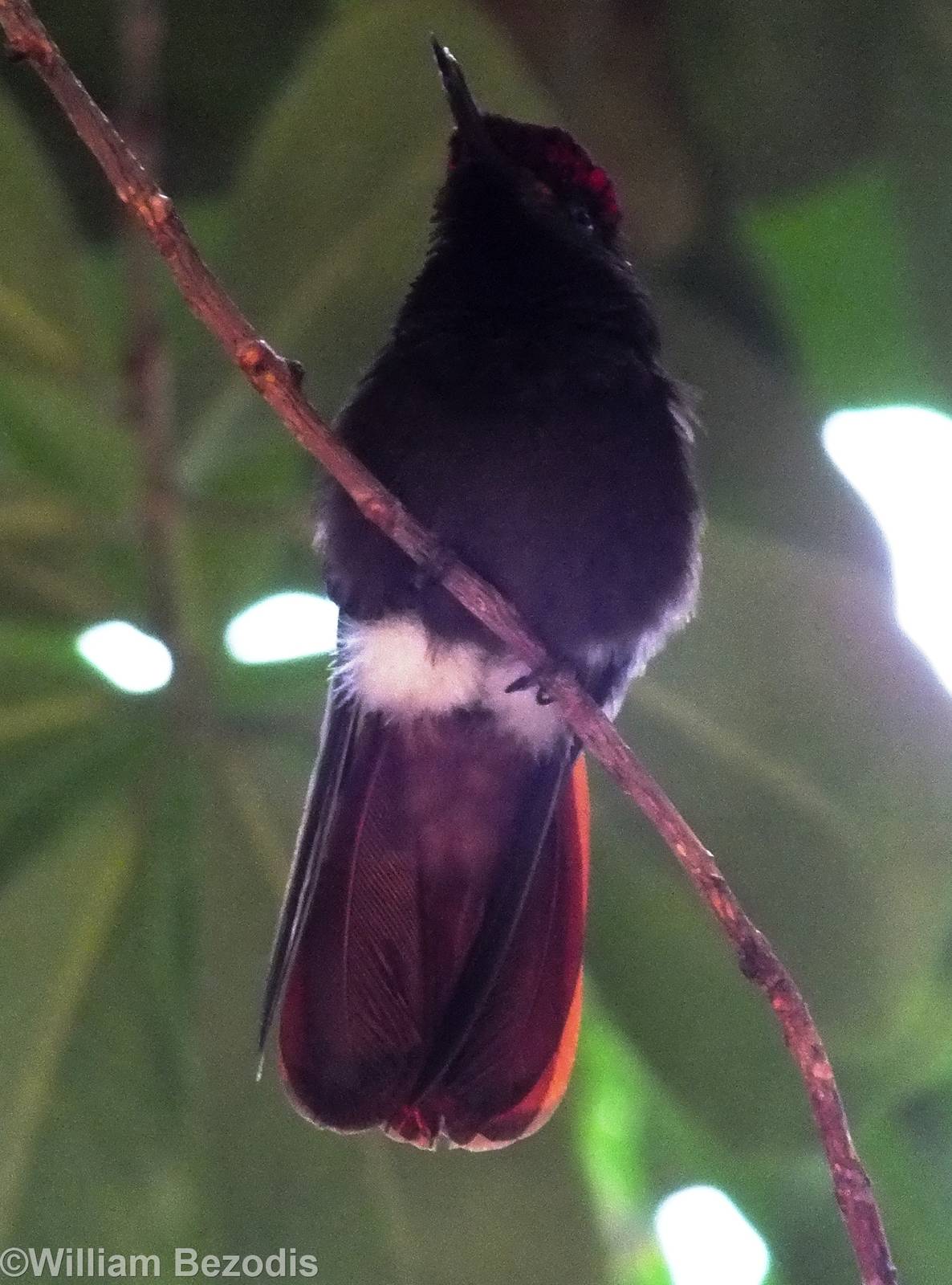Ruby-topaz Hummingbird in the Crocodile House