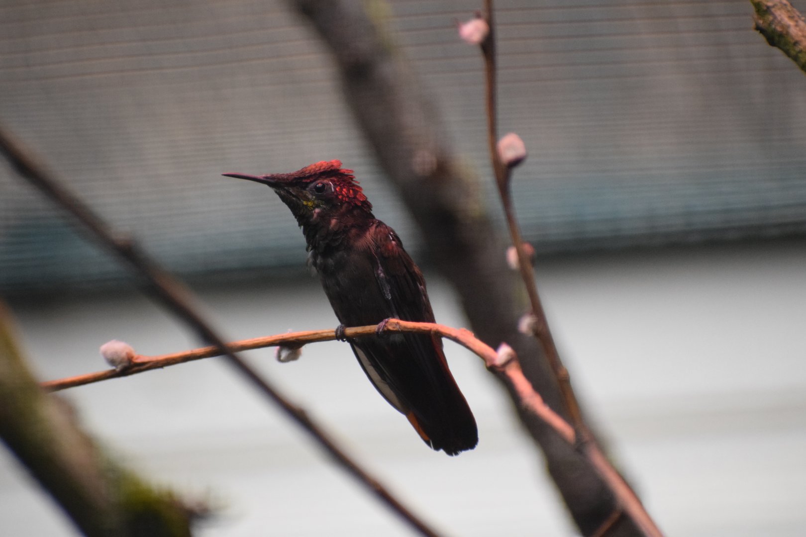 Ruby-topaz hummingbird
