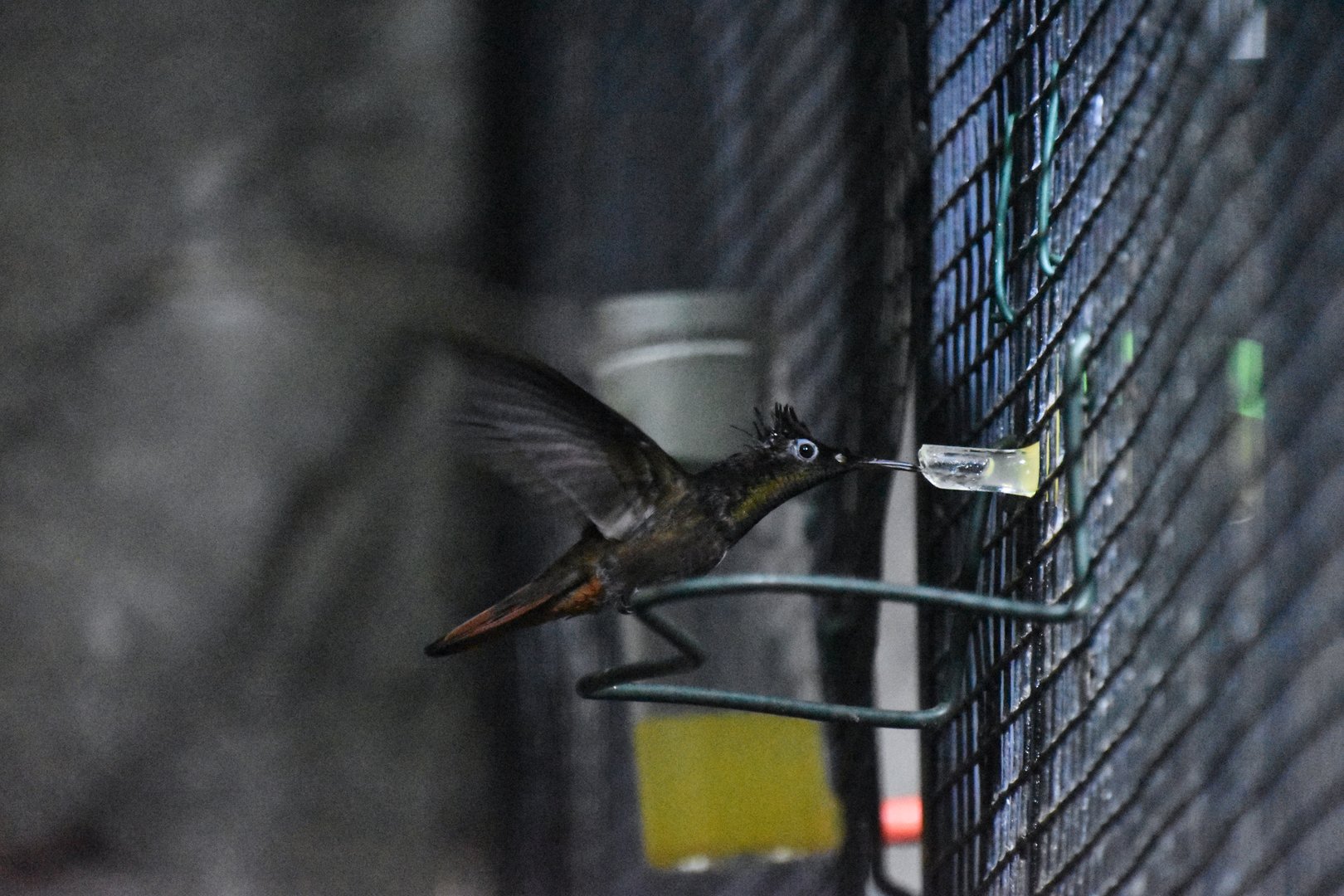 Ruby topaz in flight, Chrysolampis mosquitus