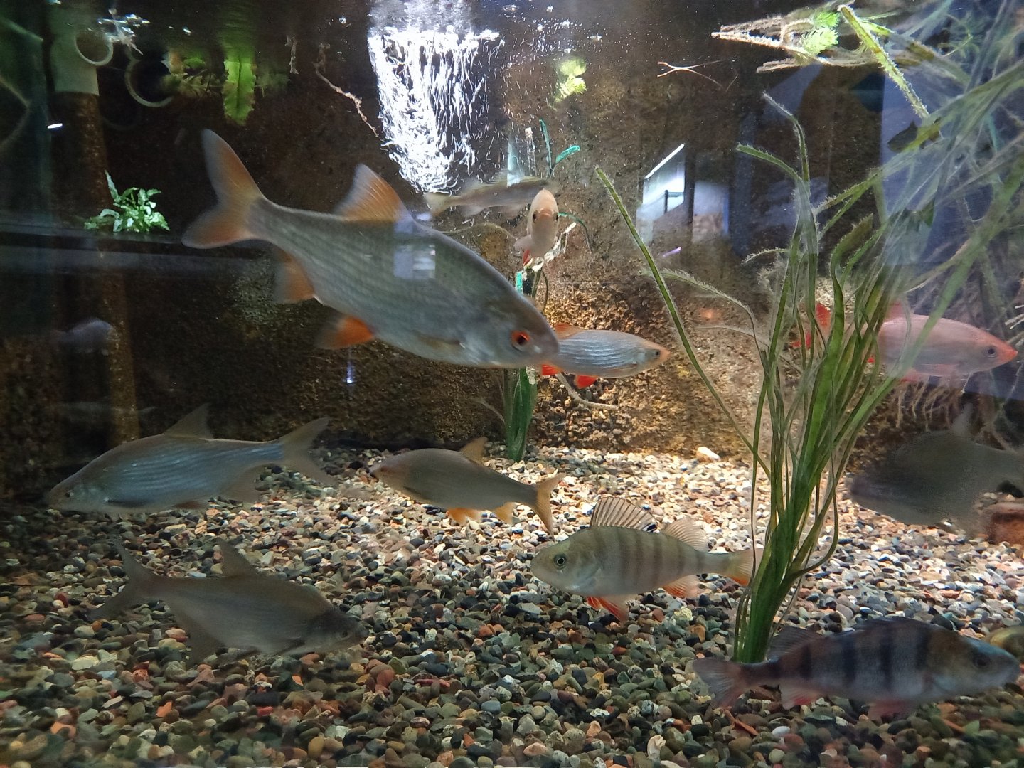 Rudd and Common Breams