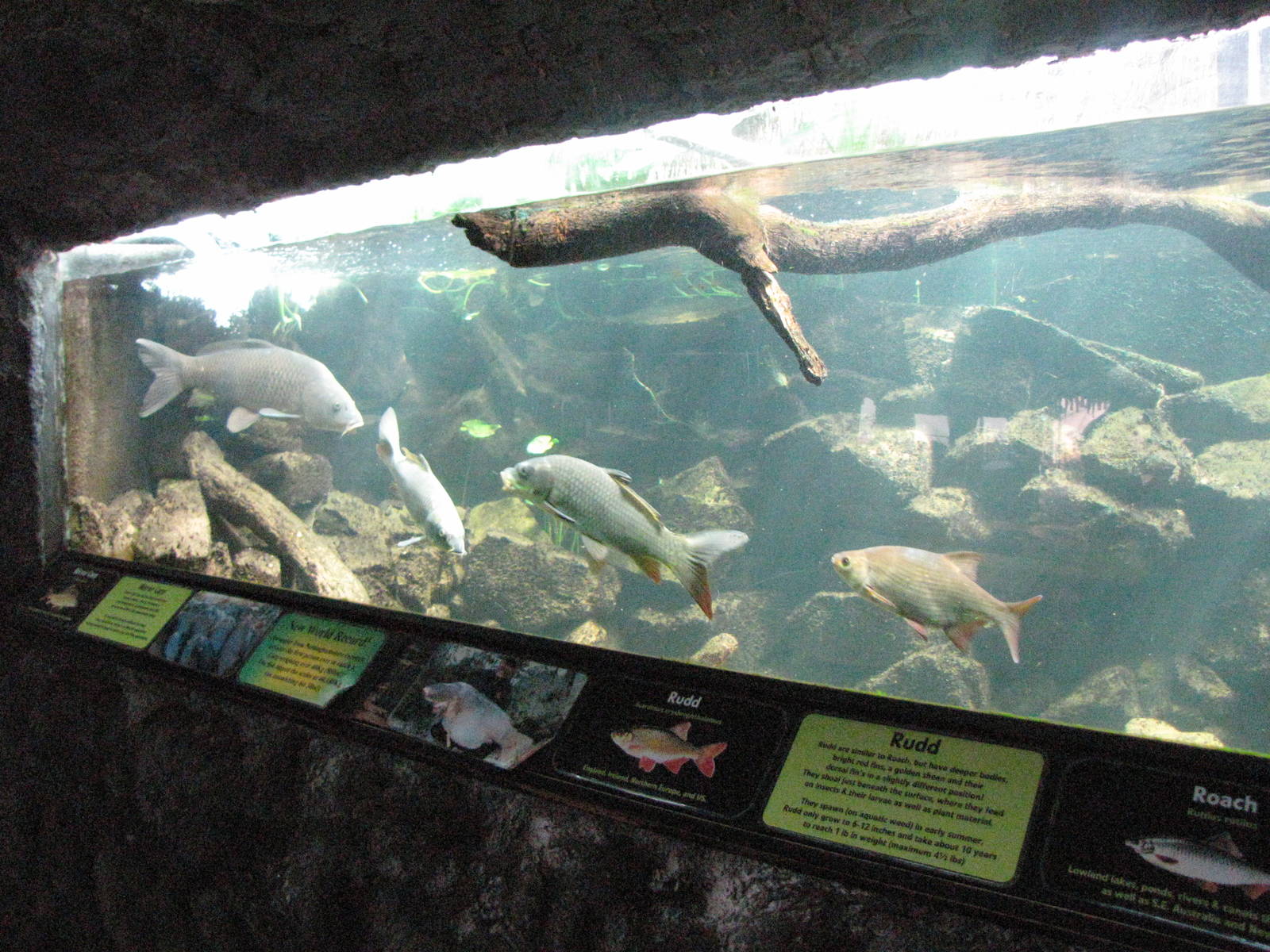 Rudd and Roach fish tank