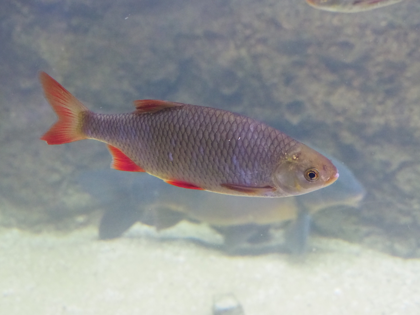 Rudd (Scardinius erythrophthalmus), 2019-03-30