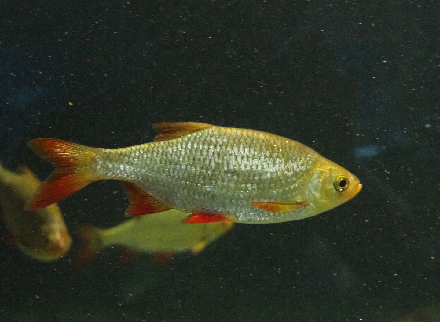 Rudd (Scardinius erythrophthalmus), 2020-06-28