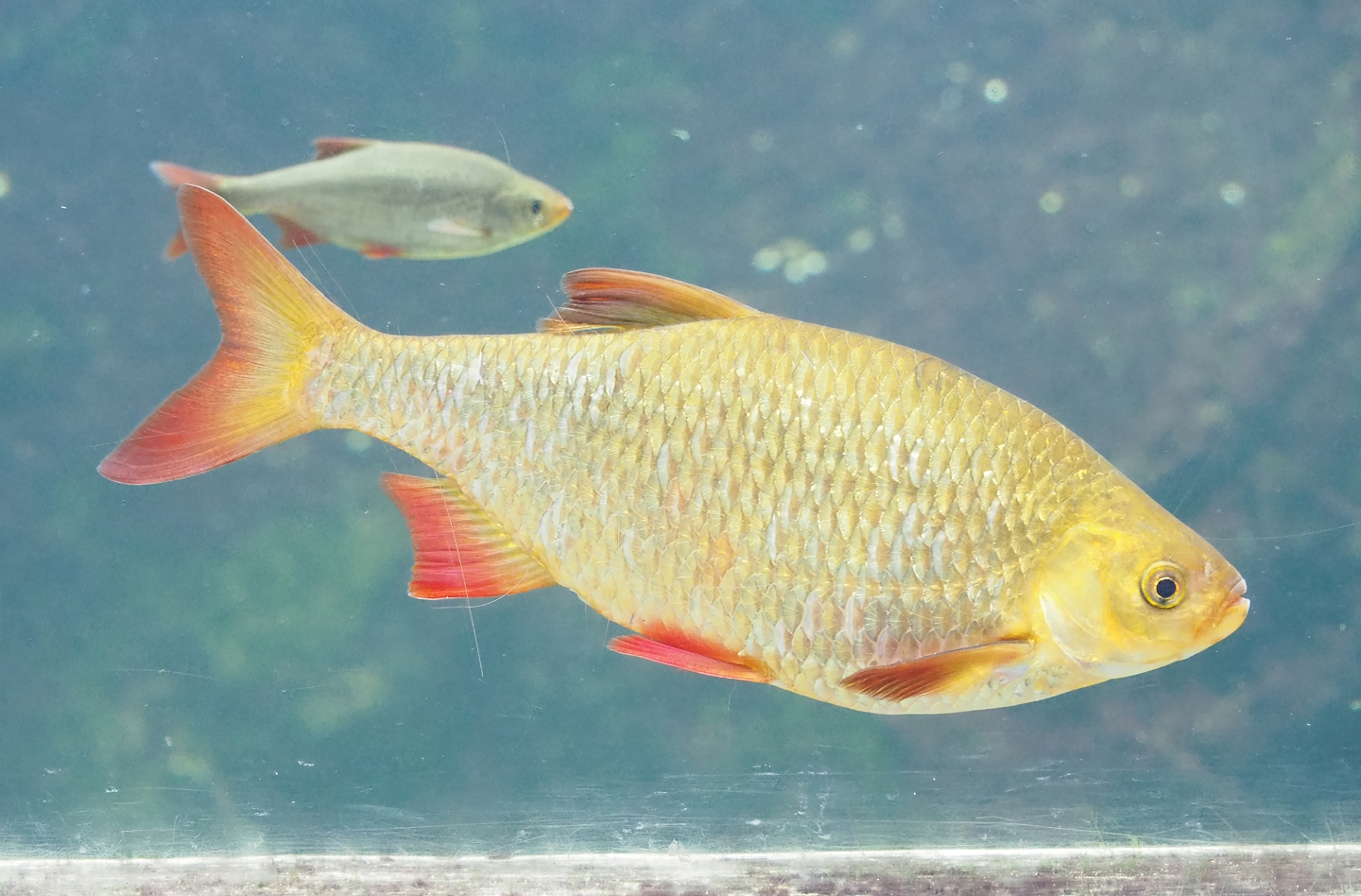 Rudd (Scardinius erythrophthalmus), 2023-07-18