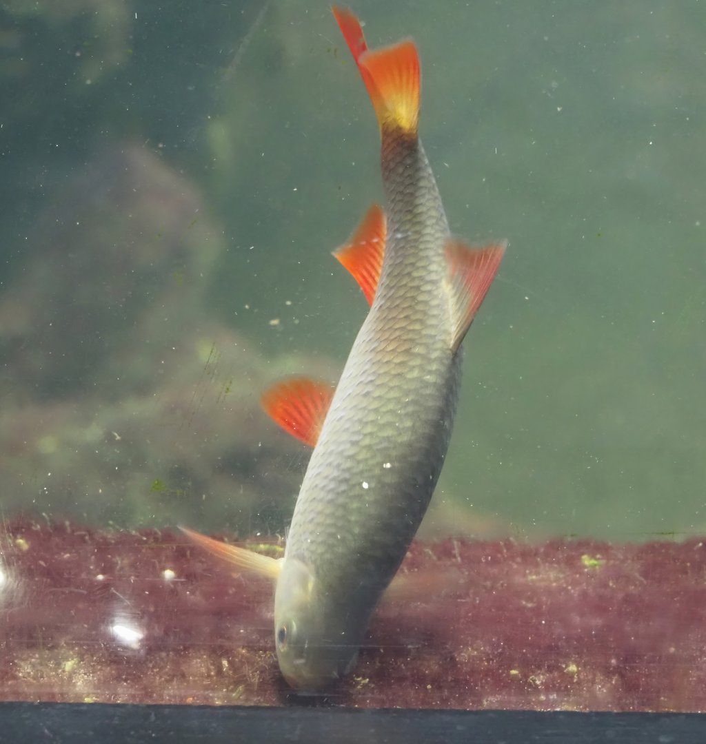 Rudd (Scardinius erythrophthalmus), 2024-08-21