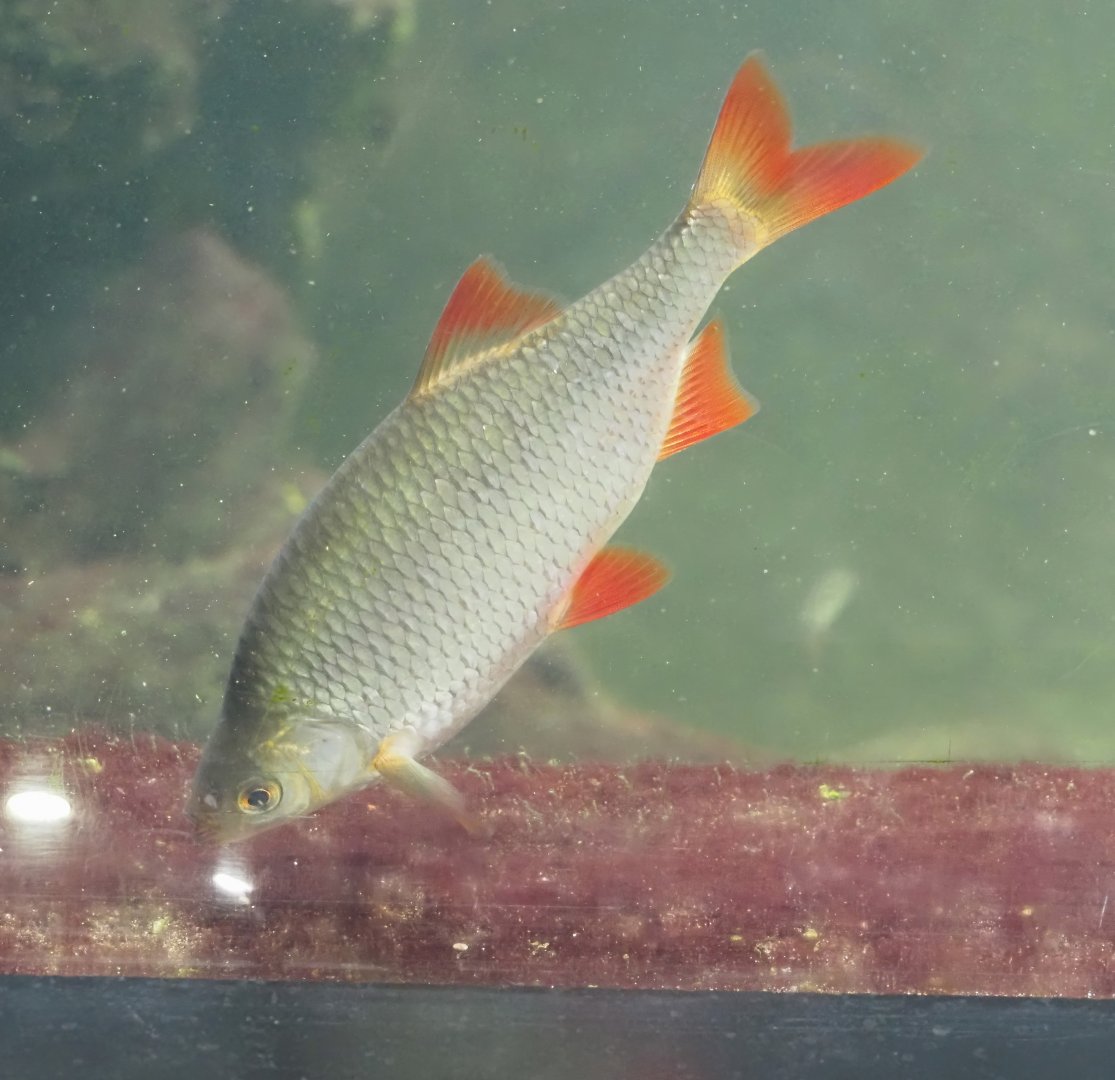 Rudd (Scardinius erythrophthalmus), 2024-08-21