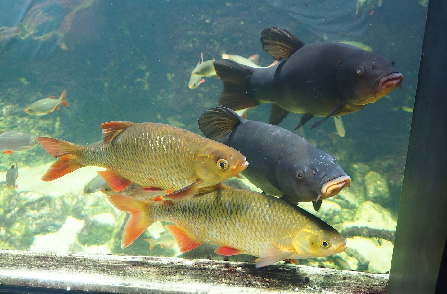 Rudd (Scardinius erythrophthalmus) and Tench (Tinca tinca), 2023-07-18