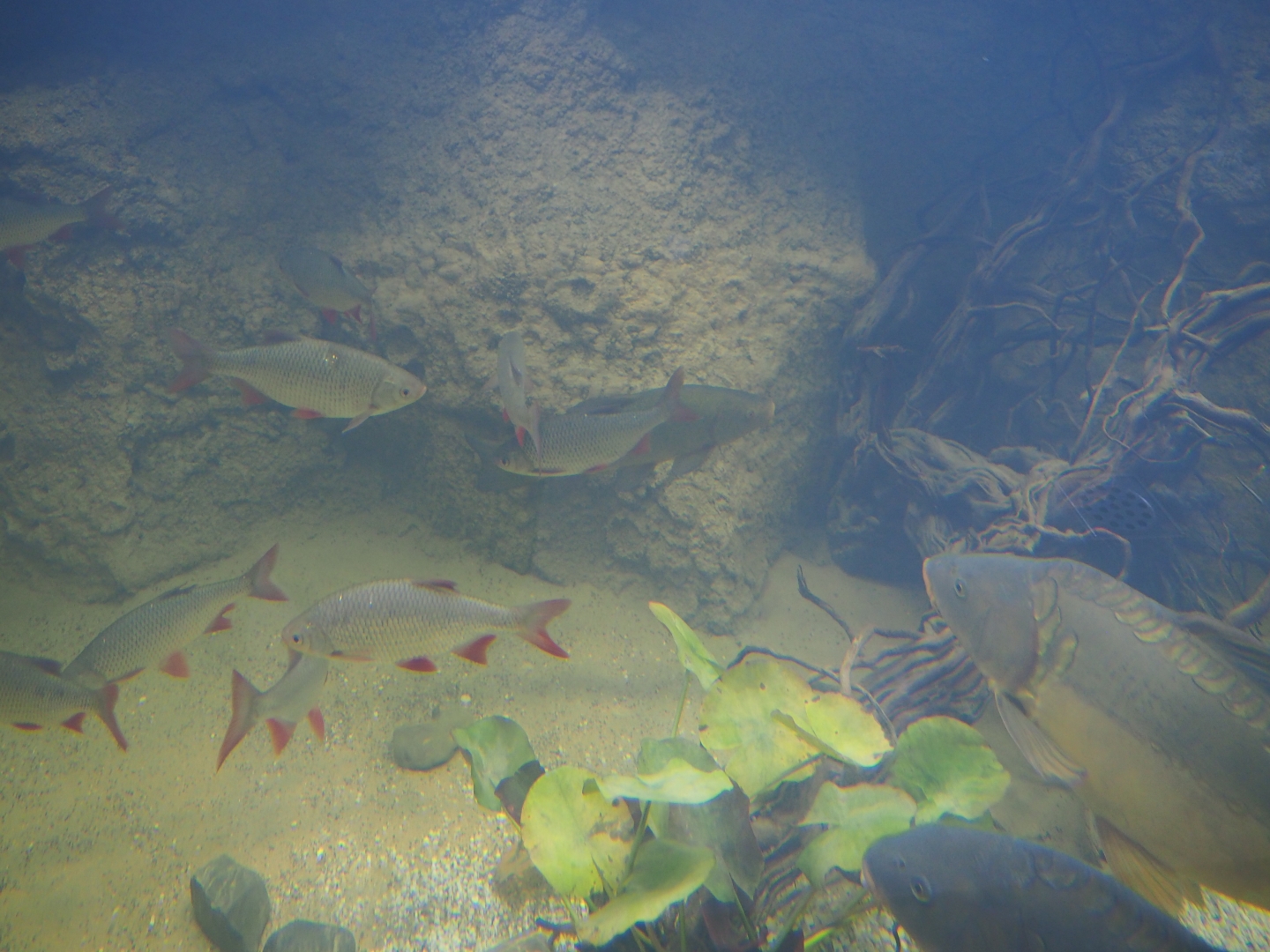 Rudd (Scardinius erythrophthalmus), Mirror carp (Cyprinus carpio carpio) and Tench (Tinca tinca), Oct 13th, 2018
