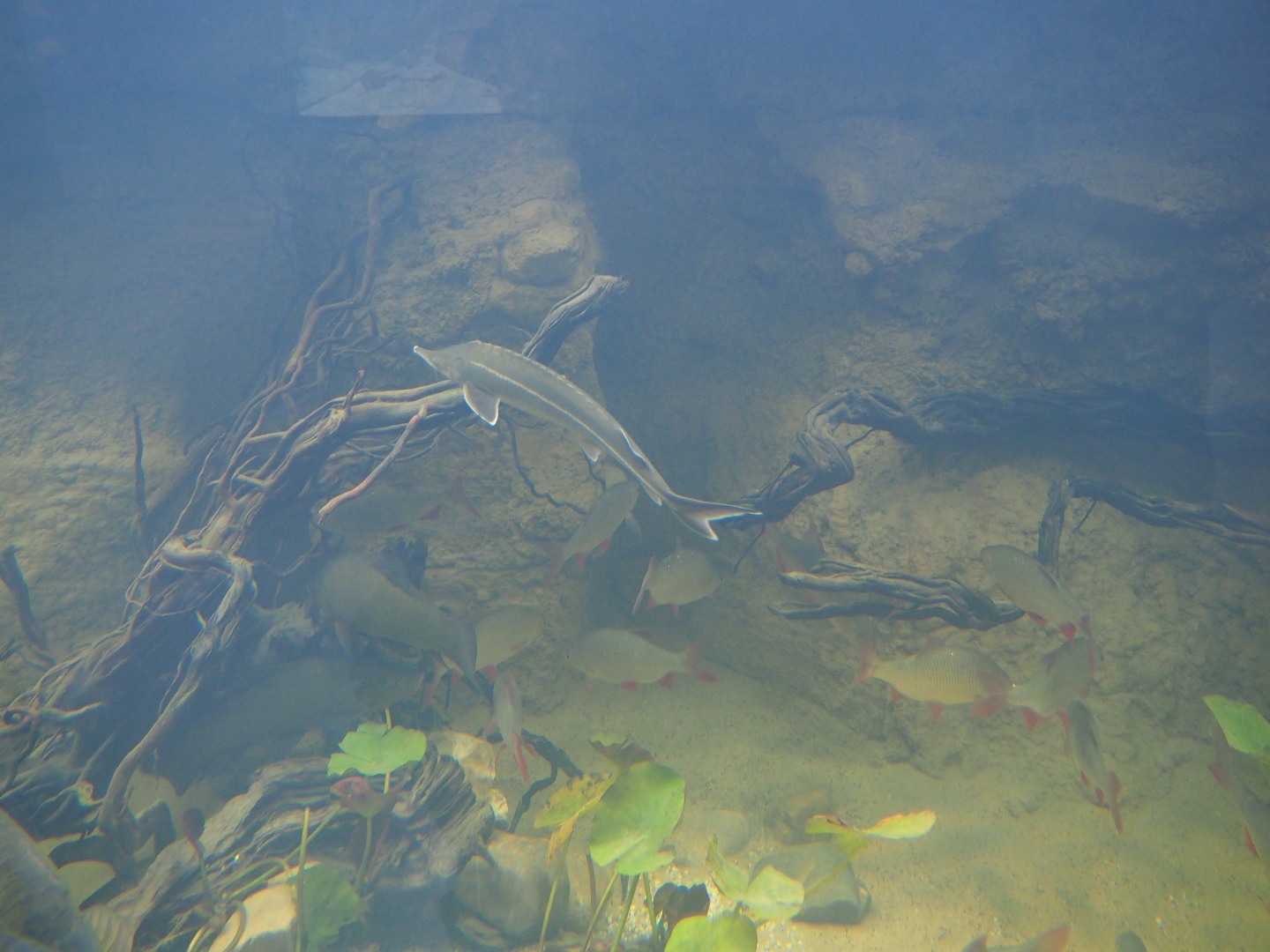 Rudd (Scardinius erythrophthalmus), Tench (Tinca tinca) and Russian sturgeon (Acipenser gueldenstaedtii), Oct 13th, 2018