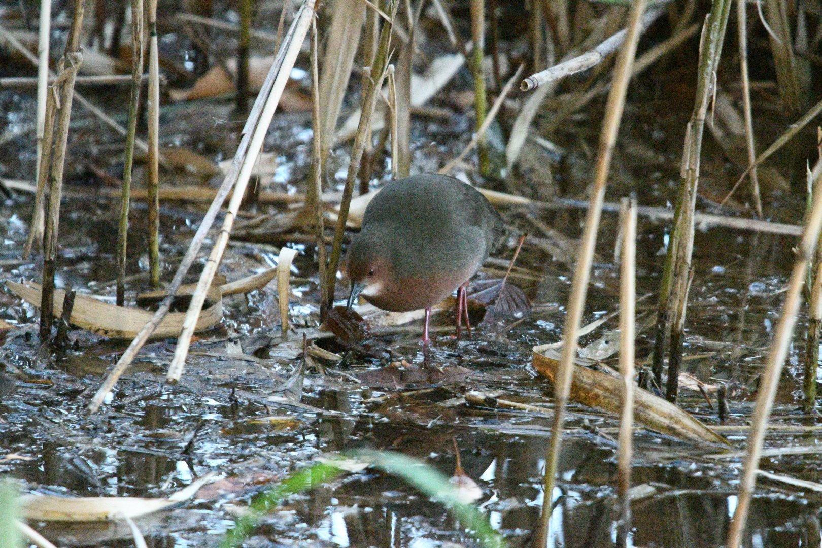 Ruddy Breasted Crake ~ Kasai Rinkai Park