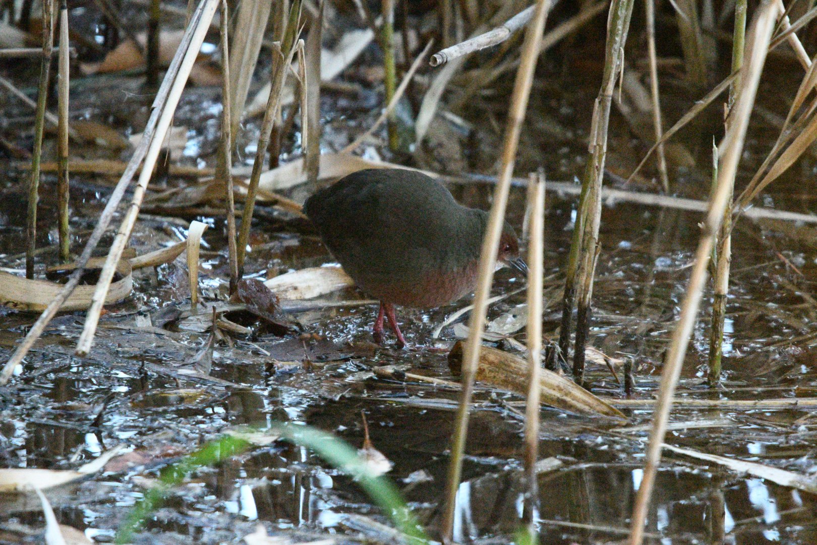Ruddy Breasted Crake ~ Kasai Rinkai Park