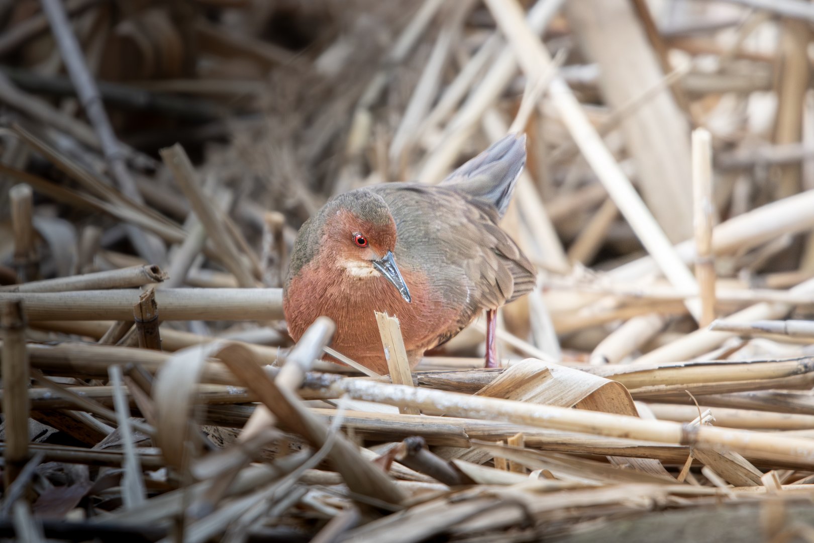 Ruddy Breasted Crake ~ Kasai Rinkai Park