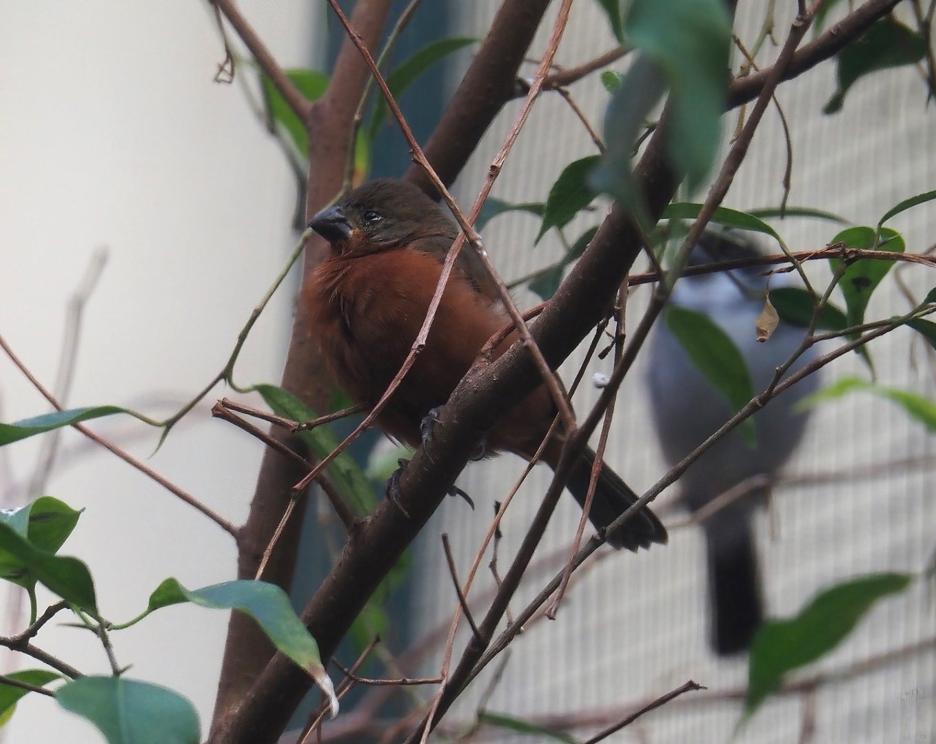 Ruddy-breasted seedeater (Sporophila minuta), 2024-05-22