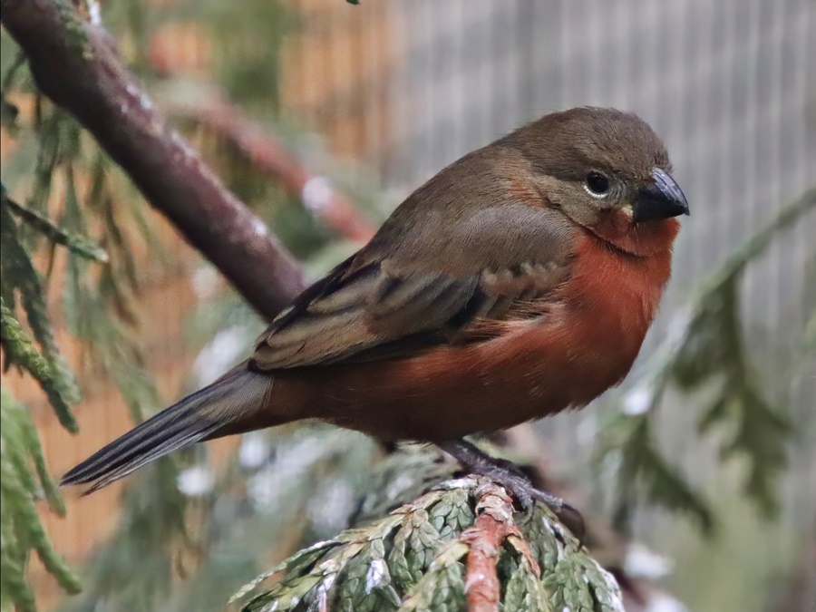 Ruddy-breasted seedeater (Sporophila minuta)