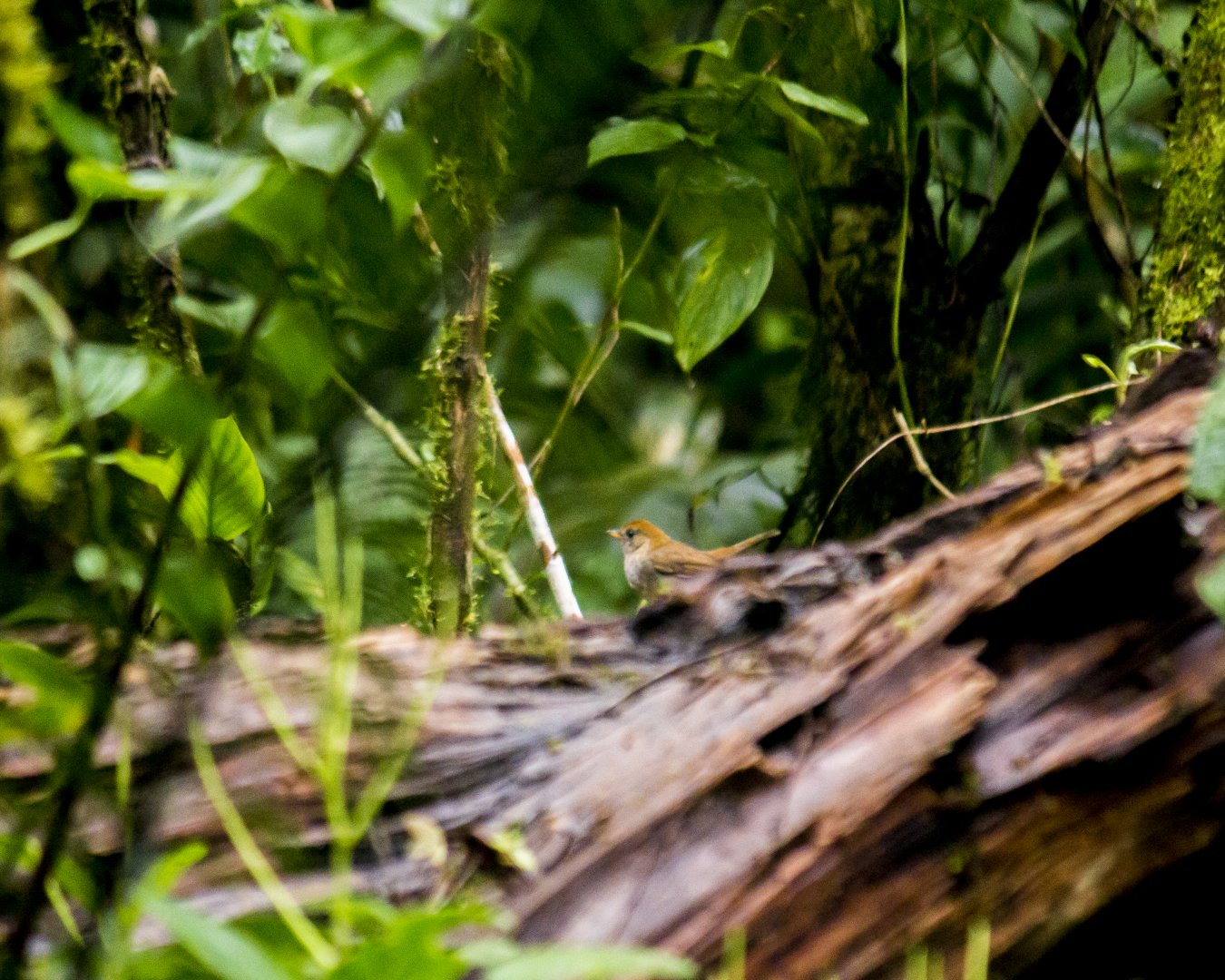 Ruddy-capped nightingale-thrush, Catharus frantzii